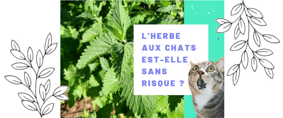 Excellent Catnip spray, Herbe-aux-chats