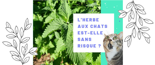 L'herbe aux chats est-elle sans risque ?