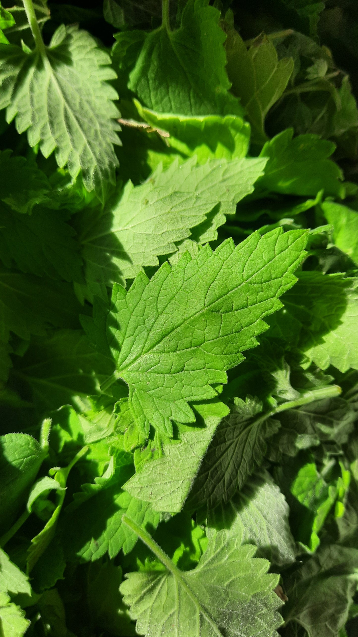 Cataire (menthe à chat) cultivée en France sans pesticides