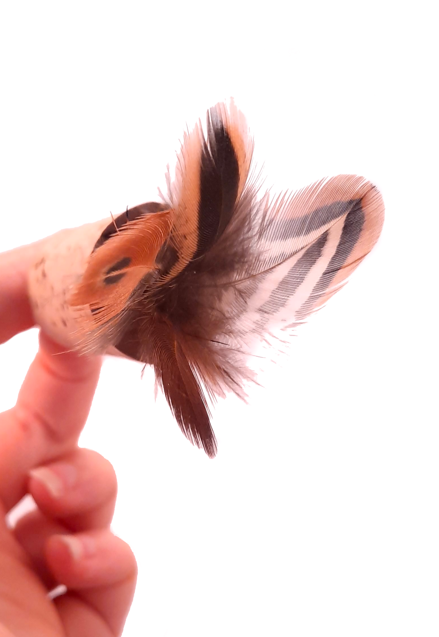 Crazycanne Plumes (Couleur au choix)