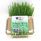 Kit d'herbe à chat (à faire pousser)