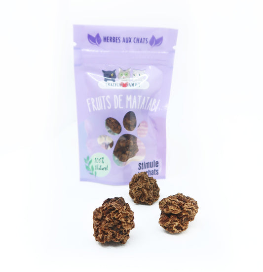 Fruits de matatabi
