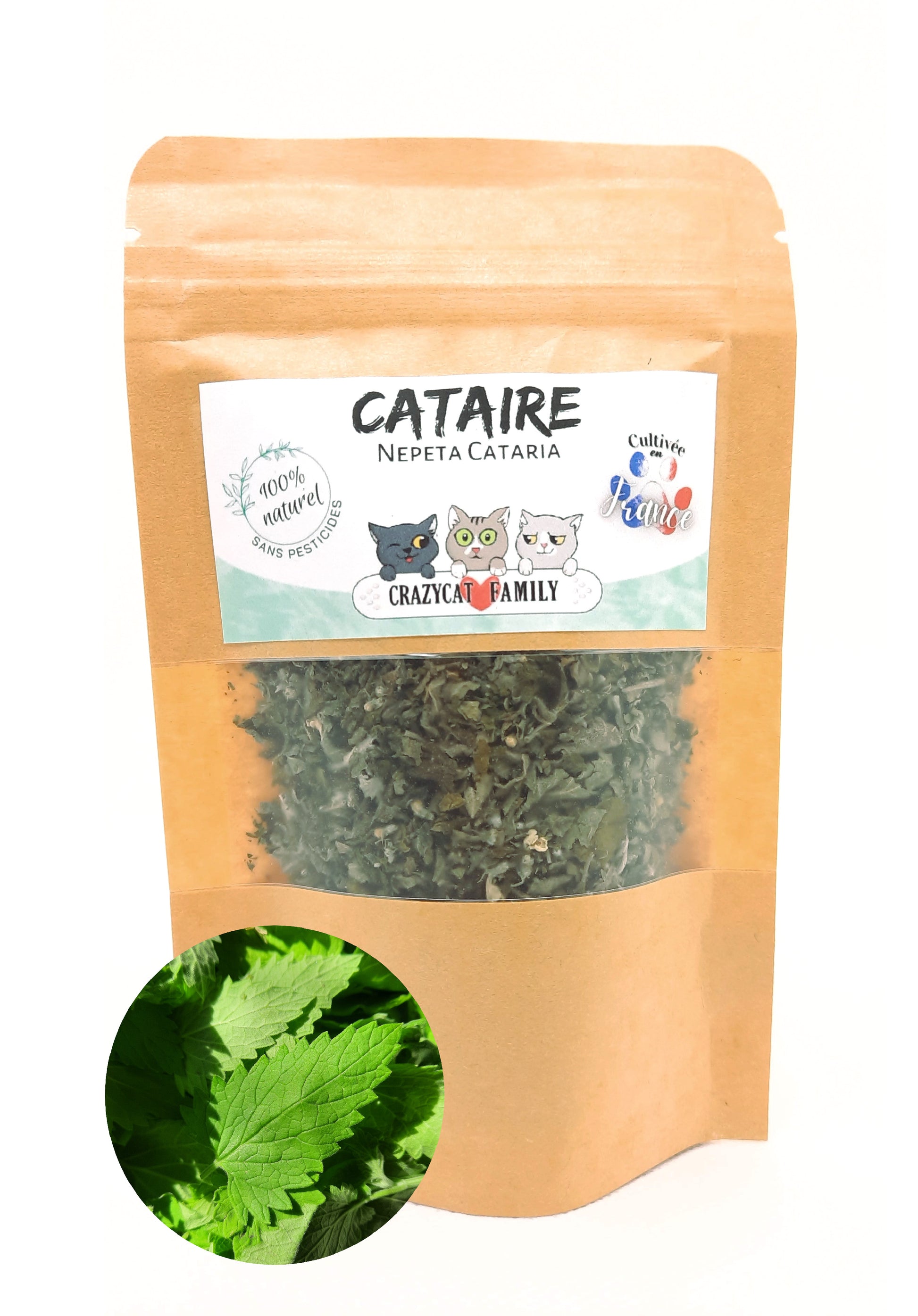 Cataire (menthe à chat) cultivée en France sans pesticides